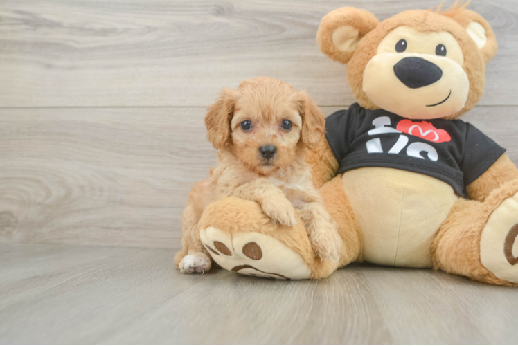 Cavapoo Pup Being Cute
