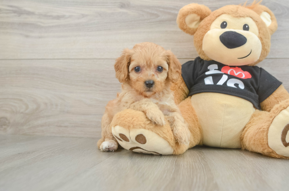 7 week old Cavapoo Puppy For Sale - Pilesgrove Pups