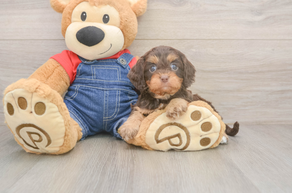 5 week old Cavapoo Puppy For Sale - Pilesgrove Pups