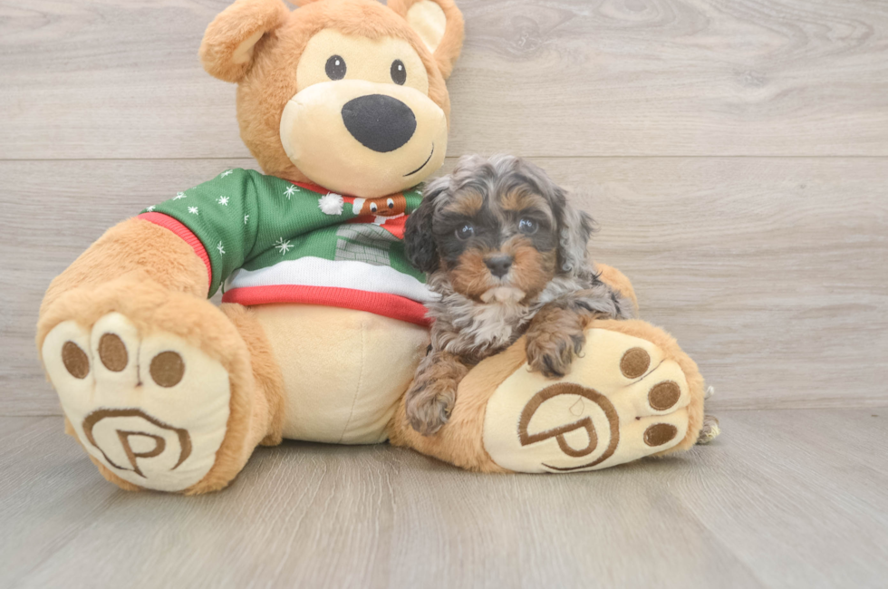 5 week old Cavapoo Puppy For Sale - Pilesgrove Pups