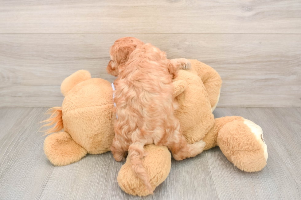 Best Cavapoo Baby
