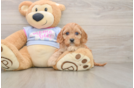 Cavapoo Pup Being Cute