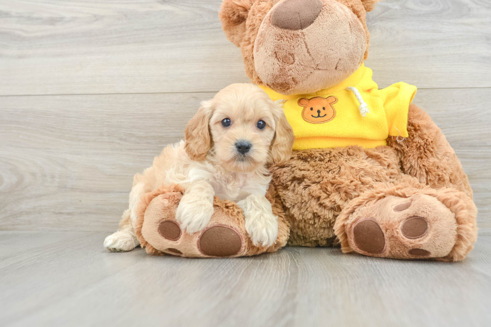 Cavapoo Puppy for Adoption