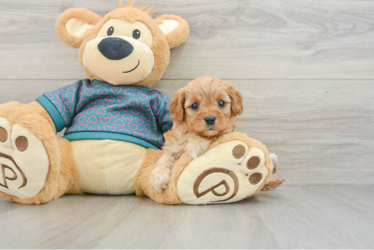 Sweet Cavapoo Baby