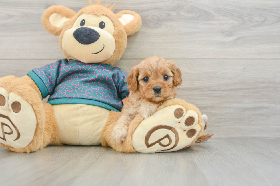 6 week old Cavapoo Puppy For Sale - Pilesgrove Pups