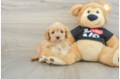 Cavapoo Pup Being Cute