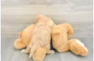 Fluffy Cavapoo Poodle Mix Pup