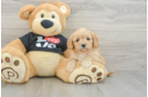 Best Cavapoo Baby