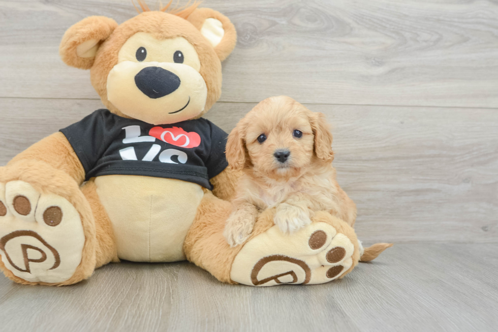 Best Cavapoo Baby