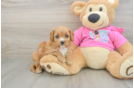 Cavapoo Puppy for Adoption