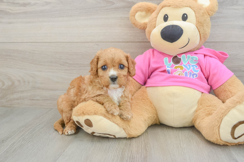 Cavapoo Puppy for Adoption