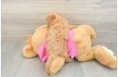 Cavapoo Puppy for Adoption