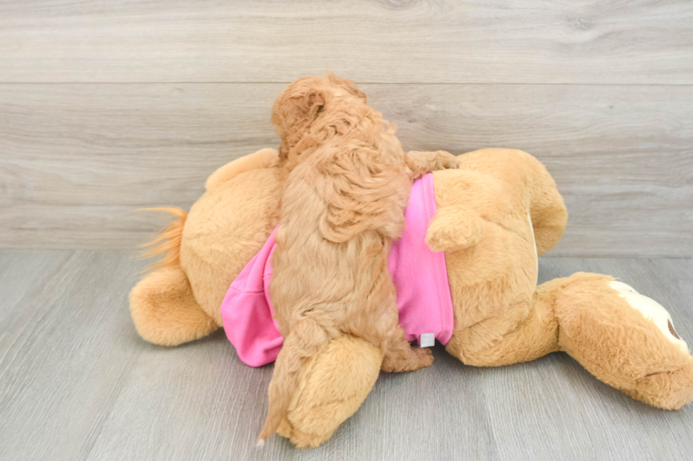 Cavapoo Puppy for Adoption