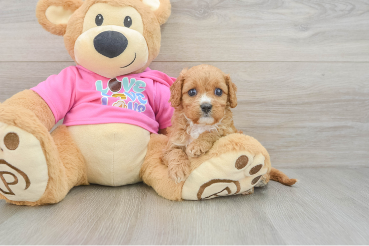 Hypoallergenic Cavadoodle Poodle Mix Puppy