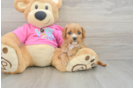 Hypoallergenic Cavadoodle Poodle Mix Puppy