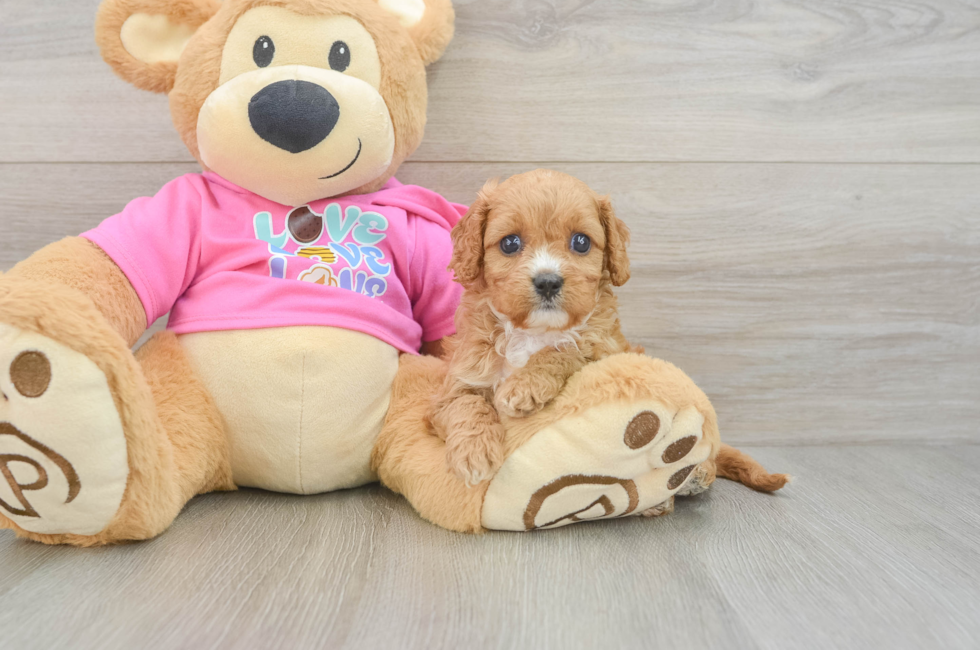 6 week old Cavapoo Puppy For Sale - Pilesgrove Pups
