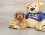 6 week old Cavapoo Puppy For Sale - Pilesgrove Pups