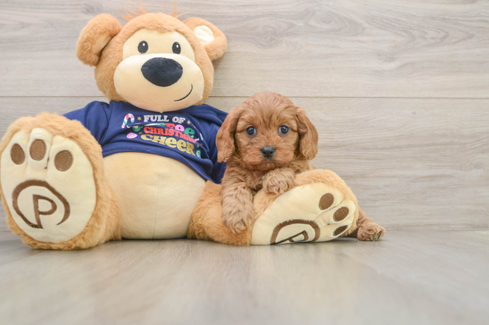 Cavapoo Pup Being Cute