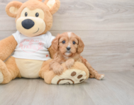 8 week old Cavapoo Puppy For Sale - Pilesgrove Pups