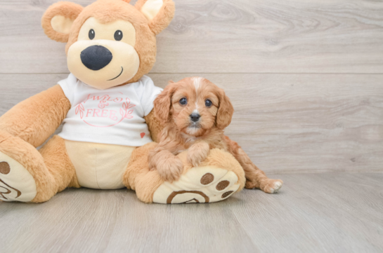 Cavapoo Pup Being Cute