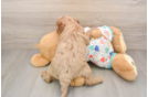 Funny Cavapoo Poodle Mix Pup
