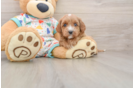 Little Cavipoo Poodle Mix Puppy