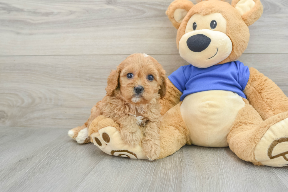 Small Cavapoo Baby