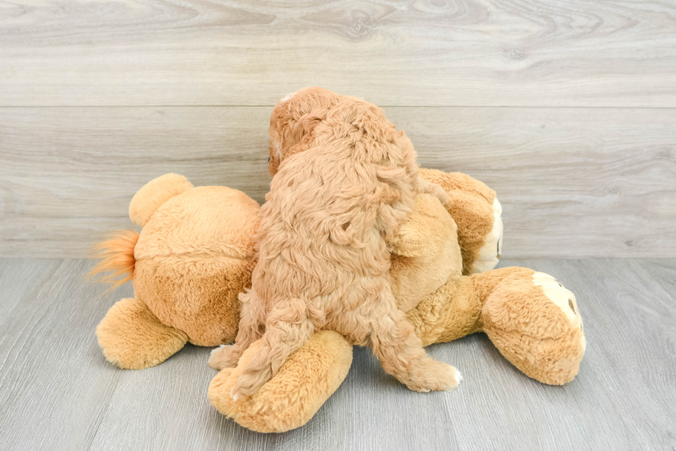 Popular Cavapoo Poodle Mix Pup