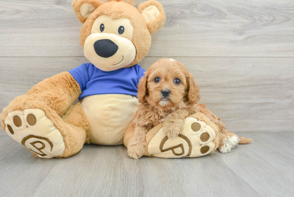 Small Cavapoo Baby