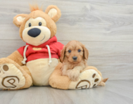 7 week old Cavapoo Puppy For Sale - Pilesgrove Pups