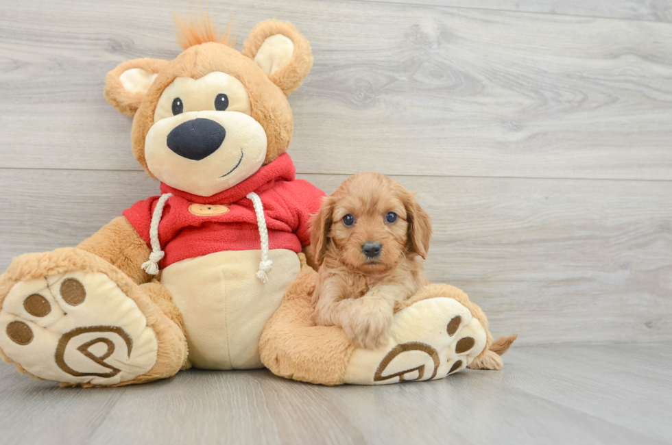 5 week old Cavapoo Puppy For Sale - Pilesgrove Pups