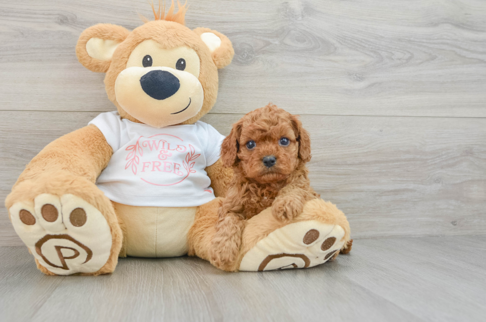 5 week old Cavapoo Puppy For Sale - Pilesgrove Pups