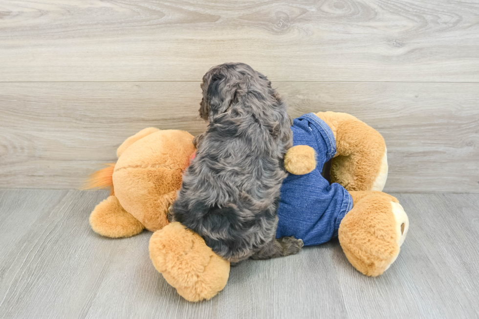 Friendly Cavapoo Baby