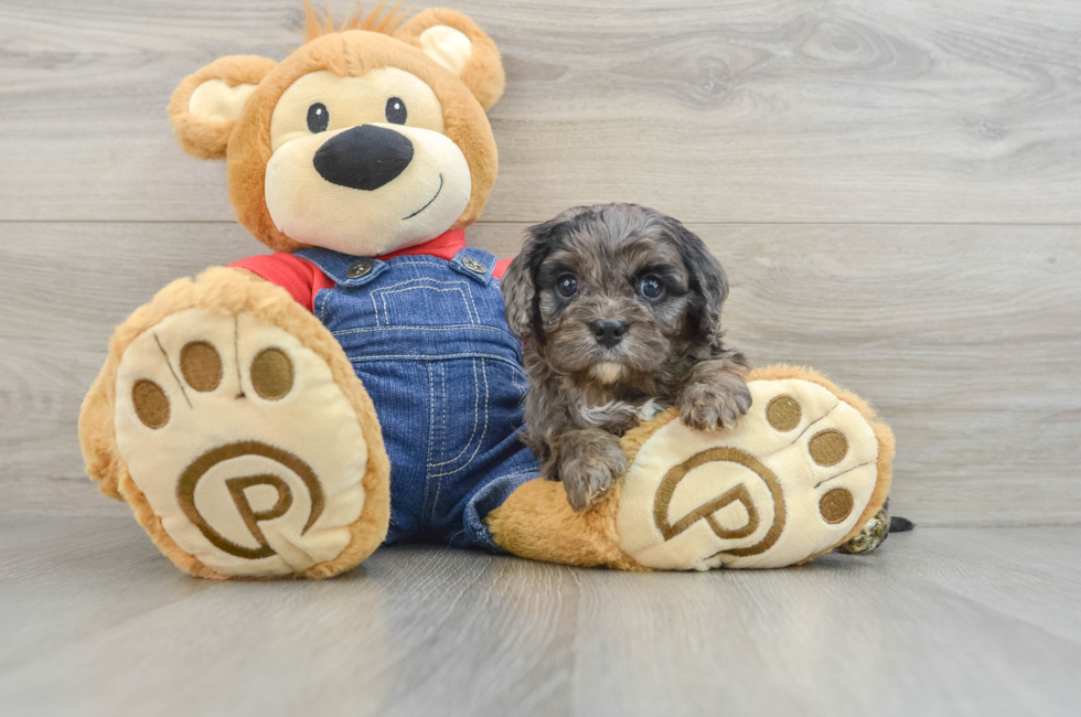 6 week old Cavapoo Puppy For Sale - Pilesgrove Pups