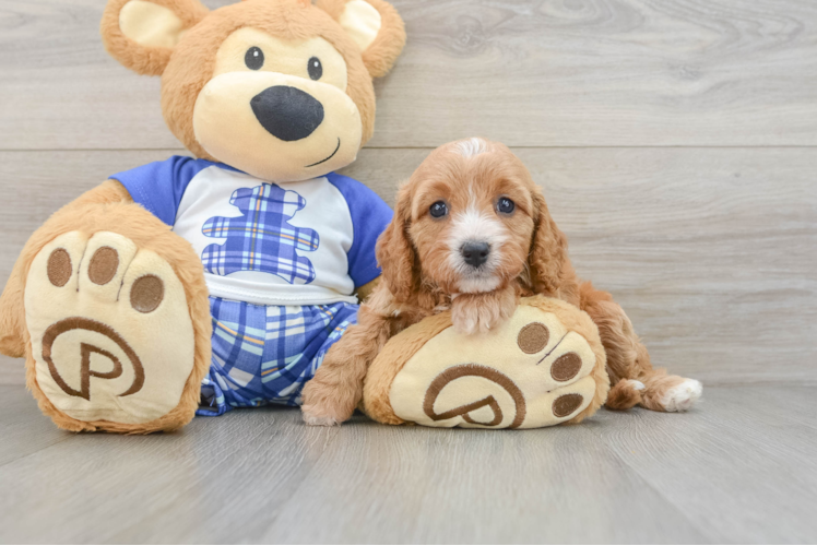 Little Cavipoo Poodle Mix Puppy