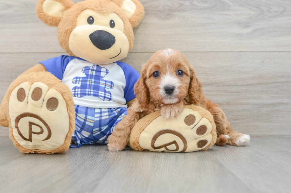 5 week old Cavapoo Puppy For Sale - Pilesgrove Pups