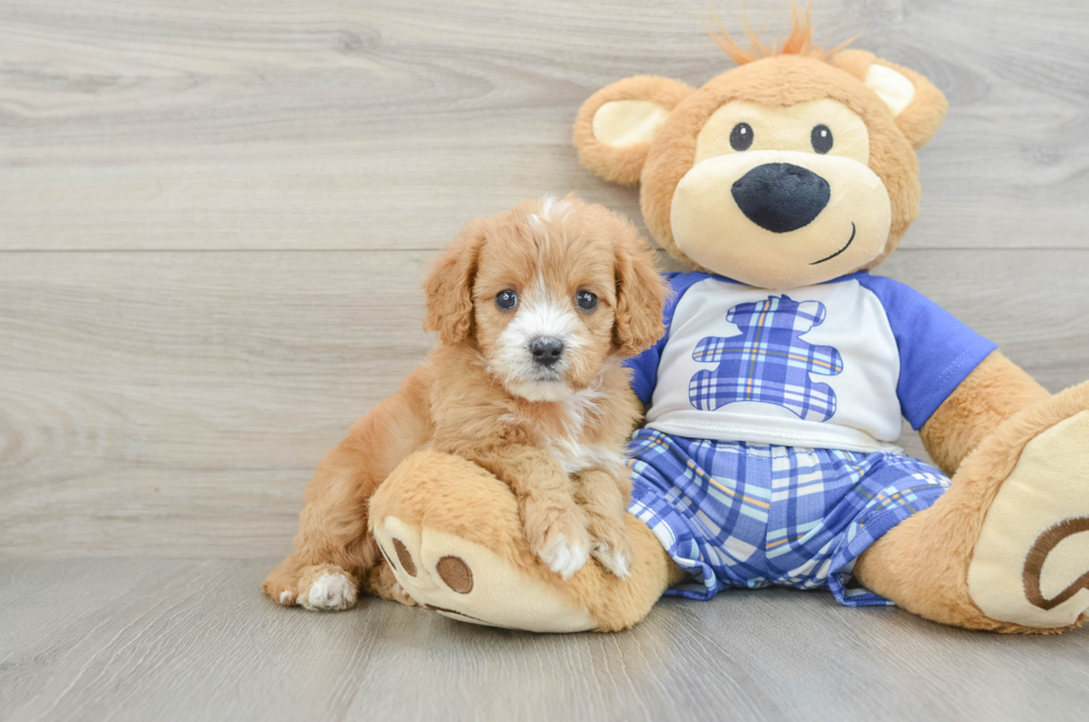 5 week old Cavapoo Puppy For Sale - Pilesgrove Pups