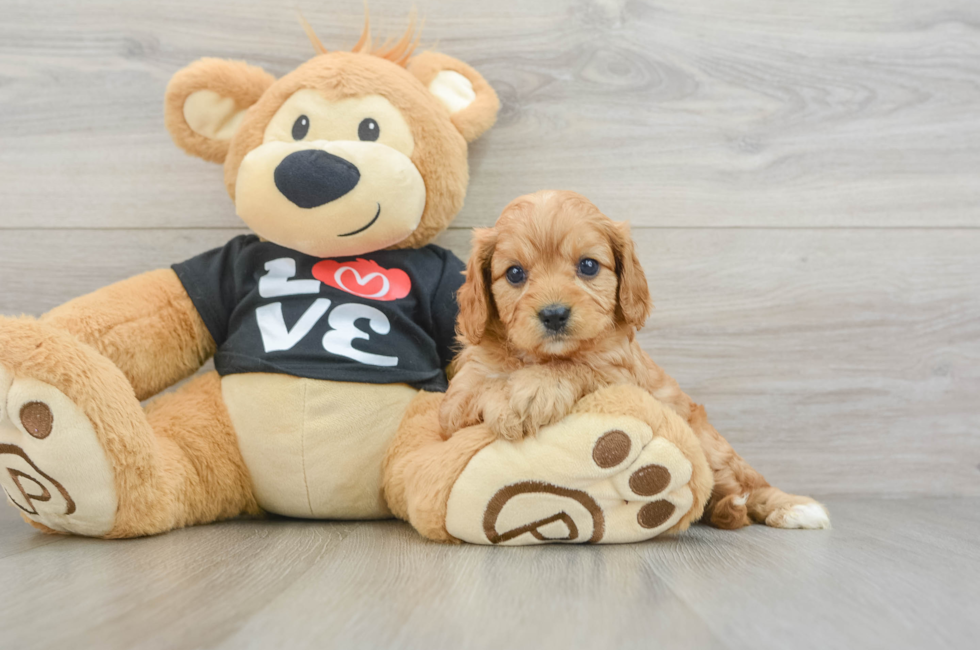 7 week old Cavapoo Puppy For Sale - Pilesgrove Pups