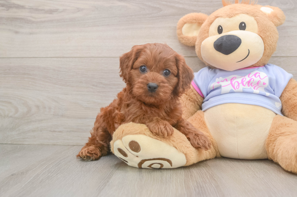 6 week old Cavapoo Puppy For Sale - Pilesgrove Pups