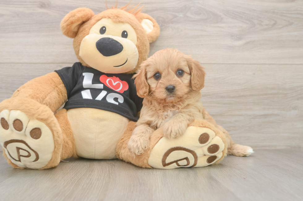 6 week old Cavapoo Puppy For Sale - Pilesgrove Pups