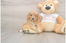 Cute Cavapoo Baby