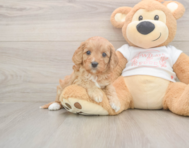 6 week old Cavapoo Puppy For Sale - Pilesgrove Pups 6 week old Cavapoo Puppy For Sale - Pilesgrove Pups