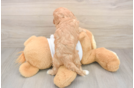 Cavapoo Puppy for Adoption