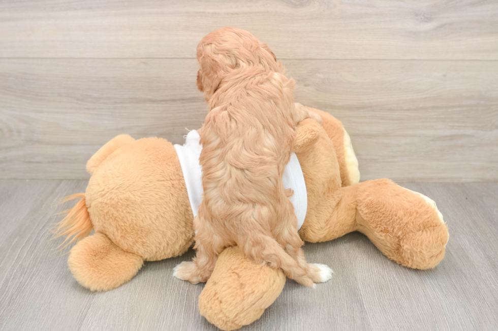 Cavapoo Puppy for Adoption