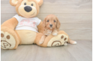 Friendly Cavapoo Baby
