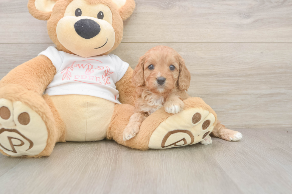 Friendly Cavapoo Baby