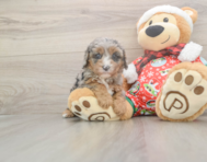 6 week old Cavapoo Puppy For Sale - Pilesgrove Pups