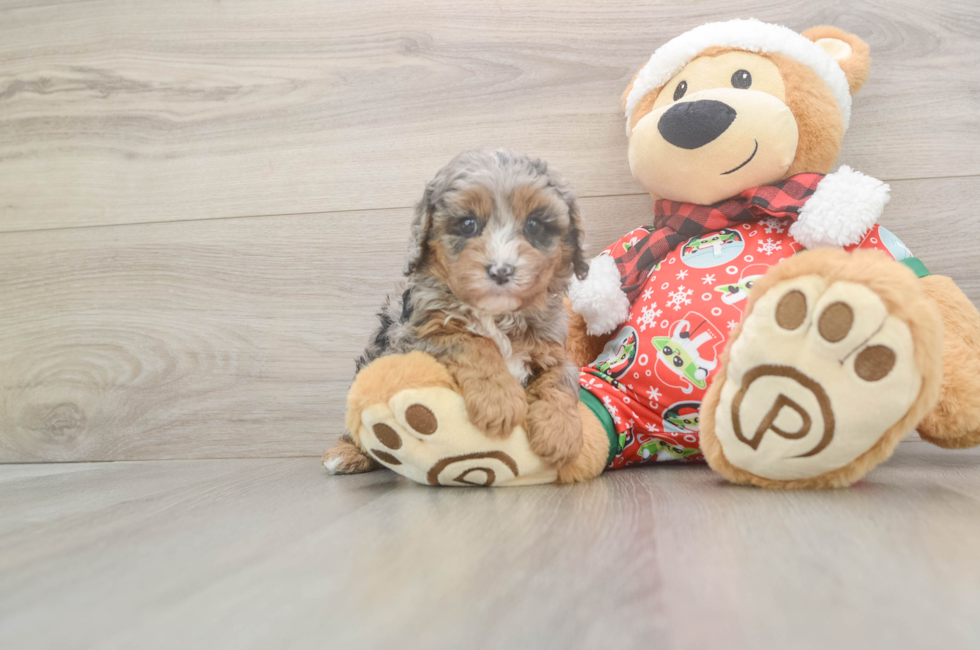 5 week old Cavapoo Puppy For Sale - Pilesgrove Pups