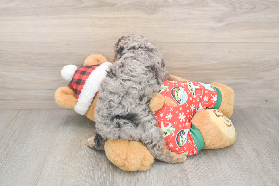 Hypoallergenic Cavadoodle Poodle Mix Puppy