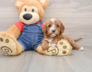 9 week old Cavapoo Puppy For Sale - Pilesgrove Pups